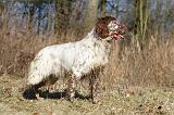 SETTER ANGLAIS 075